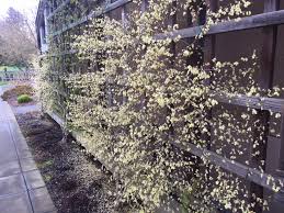 Image result for Pycreus xantholepis