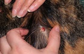 Computed tomography scan, ct scan, cat scan, and spiral or helical ct a ct scan can help doctors find cancer and show things like a tumor's shape and size. Skin Cancer In Cats Causes Symptoms Treatment All About Cats
