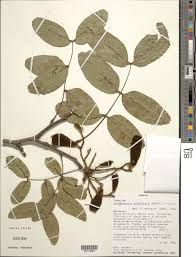 Image result for Julbernardia