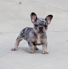 They are at the top of the food chain. Akc Lilac Merle Tri French Bulldog Puppy Boy Jojo Blue French Bulldog Puppies Merle French Bulldog French Bulldog Puppies