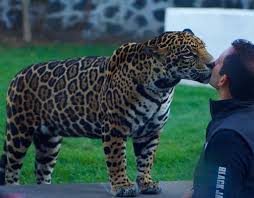Instagram Photo By Black Jaguar White Tiger Apr 19 2016 At 2 03pm Utc Black Jaguar Black Jaguar White Tiger Jaguar Animal