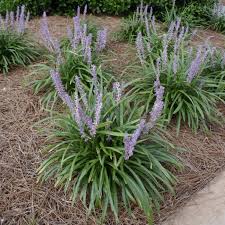 We did not find results for: Liriope Gigantea Liriope Muscari Lily Turf Liriope Muscari Big Blue