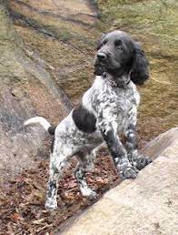 large munsterlander daily dog gorgeous munsterlander puppy pointer puppies german shorthaired pointer puppies