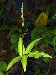 Image result for Anemiaceae