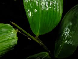 Image result for Olyra latifolia