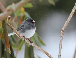 Today, i recommend 7 different bird feeders for small birds! Nature S Ways Snowbirds Our Winter Visitors From The North State College Pa