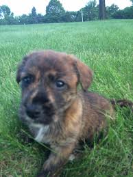 Got Corra in August of 2018 so now coming up to 6 years of our girl .  Wondering if anyone else