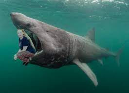 Connecting the dots, we see a picture emerge: Baskin Shark Tigerking