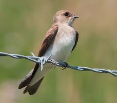Birds That Make Mud Nests Under Bridges Northern Rough Winged Swallow Ohio Birds Backyard Birds At Swim Two Birds