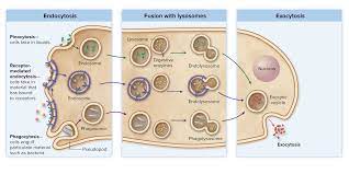 Endocytosis Vs Exocytosis Eukaryotic Cell Human Anatomy And Physiology Cell