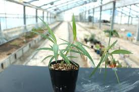 Image result for Stomatostemma monteiroae