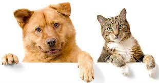 We did not find results for: Apa Benar Kucing Dan Anjing Akan Mati Kalau Makan Cokelat