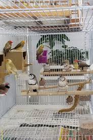 Beautiful Finches In The Flight Cage In 2020 Flight Cage Pet Rodents Different Birds
