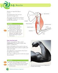 Muscles that move the upper extremities. Cambridge Checkpoint Science Coursebook 7 By Cambridge University Press Education Issuu