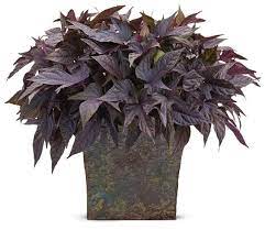 Maybe you would like to learn more about one of these? 24 Gorgeous Purple Houseplants Balcony Garden Web