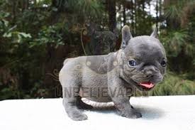 Why buy a puppy for sale if you can adopt and save a life? French Bulldogs For Sale In Iowa Petfinder