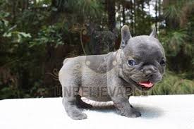 Colorado view/post bulldogs for adoption in. French Bulldogs For Sale In Iowa Petfinder