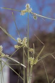 Image result for Cyperus amauropus