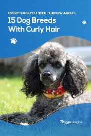 However there are also herding breeds and companion breeds that feature curls in abundance. Pin On Designer Dog Breeds
