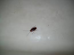 Once they enter , they go into a state of. An Insider S Guide To Bermuda Cockroaches Ants And Mice Oh My Wandering Educators