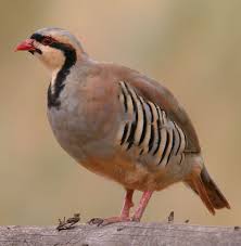 File Alectoris Chukar 001 Jpg Wikipedia The Free Encyclopedia Huhnervogel Wachteln Perlhuhn