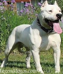 Dogo Argentino Puppies For Sale Argentine Dogo Puppies For Sale Breeders Pitbull Puppies For Sale Puppies For Sale Puppies