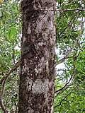 Image result for Syzygium owariense