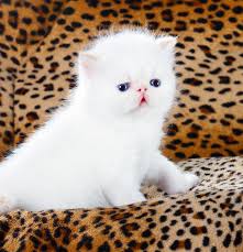 Feel free to browse all our persian cat names and add the ones you want to save for. Persian Cat Names Over 200 Gorgeous Ideas