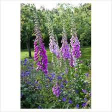 In a woodland garden, combine foxglove with hostas, ferns and wild blue phlox. Digitalis Foxgloves In Cottage Garden At Rhs Garden Rosemoor Devon I Ll Add All Digitalis Including Thi Deer Resistant Plants Foxglove Plant Photography