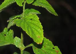 Image result for Orthosiphon schimperi