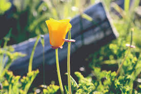 PVPLC Announces its "Go Wild for the Peninsula" While RPV and the PVPLC  Unveil New Wildlife Corridor By Photographer and Contributor Steve Tabor —  Palos Verdes Pulse