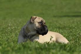 growth bullmastiff puppy weight chart bullmastiff