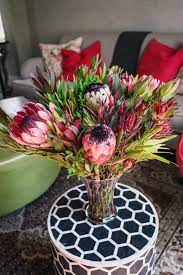 Skip the florist and come to sam's club! Shop Protea Bouquets Online Pretoria Protea Groves