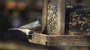 These sophisticated machines require money, maintenance and time to adapt but like all investments, you have to pay to reap the rewards. Fantastic Bird Feeders That You Can Create At Home Vivavideo App