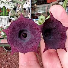 Image result for Orbea umbracula