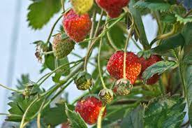 Learn how to in this easy follow to guide, and grow plentiful amounts of your own organic strawberries all summer long! Best Diy Hydroponic Strawberry Tower
