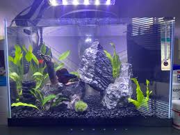 Pin On Betta Fish