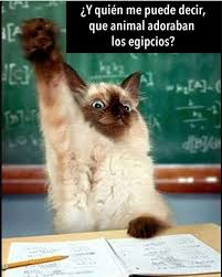 Imagenes De Humor Vs Videos Divertidos Memes Divertidos Sobre Perros Chiste De Gatos