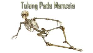 Tulang Pengertian Fungsi Macam Jenis Bentuk Struktur Dan Pembentukan Tulang Manusia Lengkap Sekolahan Co Id