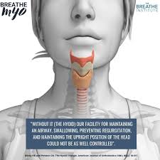 Image result for Hyoid Bone