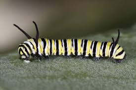 Black And White Striped Caterpillar With Yellow Belly Les Fruits De Mer Insects