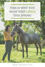 Lipica The Cradle Of Famous Horses In 2020 Wild Waters Piran Famous Wines