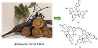 Image result for Ampelocissus