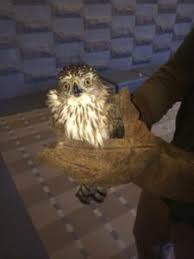 Bird Removal Deterrent Service In Raleigh Nc Local Bird Control