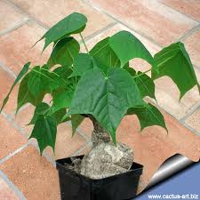 Image result for Firmiana