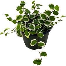 Image result for Ficus pygmaea