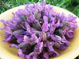 Harvesting And Drying Herbs Lavender Oregano Thyme And Marjoram Dried Lavender Flowers Lavender Flowers Spanish Lavender