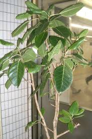 Image result for Ficus altissima