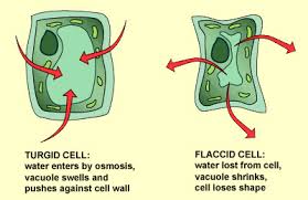 We did not find results for: Osmosis In Plant Cell Flashcards Quizlet
