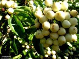 Image result for Copaifera baumiana